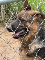 Ember  Female, a female German Shepherd Dog for sale in Spencer, IN – 2 of 9