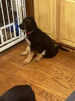 Red collar female, a female German Shepherd Dog for sale in Spencer, IN – 3 of 5