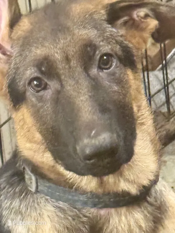 Arya - Blue collar 2 – German Shepherd Dog puppy for sale in Spencer, IN