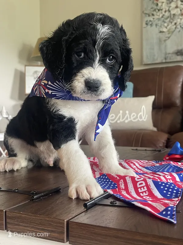 Humpty – Double Doodle puppy for sale in Chilhowie, VA