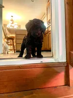 Max, a male Double Doodle for sale in Chilhowie, VA – 2 of 2
