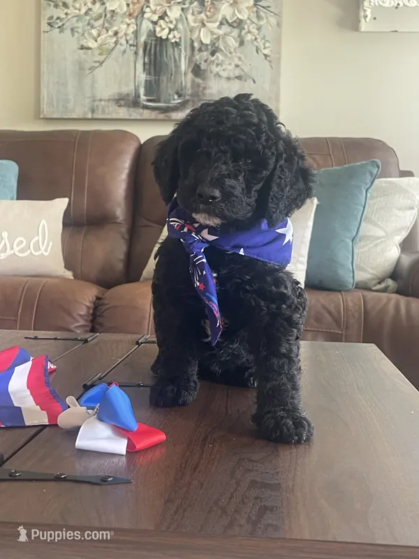 Max – Double Doodle puppy for sale in Chilhowie, VA