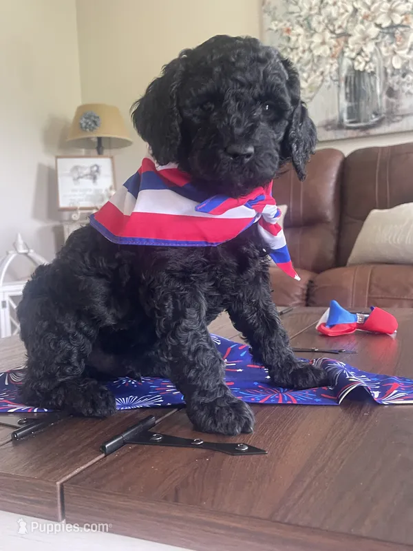 Onyx – Double Doodle puppy for sale in Chilhowie, VA