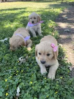 Daisy , a female Golden Retriever for sale in Porterville, CA – 3 of 3