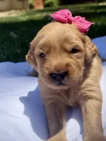 AKC Golden Retriever-Skye, a female Golden Retriever for sale in Porterville, CA – 2 of 4