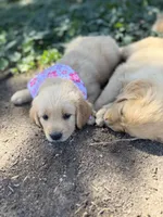 Summer, a female Golden Retriever for sale in Porterville, CA – 1 of 3