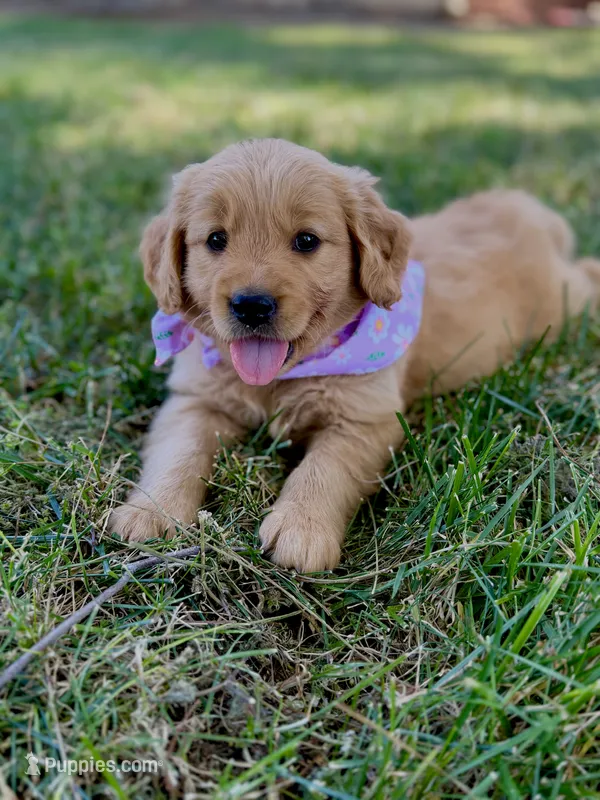 Sky – Golden Retriever puppy for sale in Porterville, CA