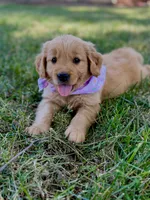 Sky, a female Golden Retriever for sale in Porterville, CA – 1 of 3