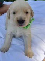 AKC Golden Retriever-Cosmo, a male Golden Retriever for sale in Porterville, CA – 2 of 3