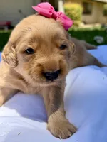 AKC Golden Retriever-Skye, a female Golden Retriever for sale in Porterville, CA – 4 of 4