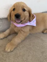 Sky, a female Golden Retriever for sale in Porterville, CA – 3 of 3