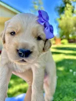 AKC Golden Retriever-Stella, a female Golden Retriever for sale in Porterville, CA – 3 of 5