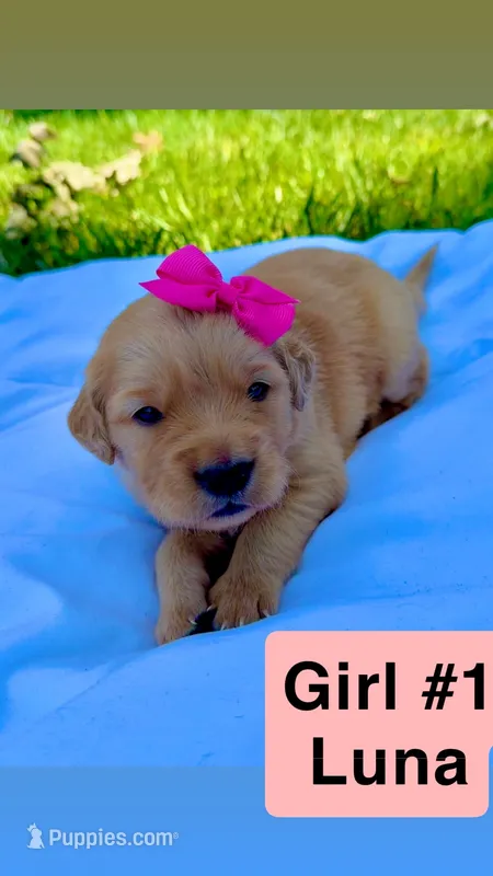 AKC Golden Retriever-Luna – Golden Retriever puppy for sale in Porterville, CA