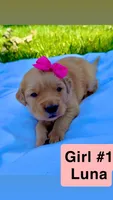 AKC Golden Retriever-Luna, a female Golden Retriever for sale in Porterville, CA – 1 of 3