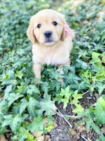 Daisy , a female Golden Retriever for sale in Porterville, CA – 2 of 3
