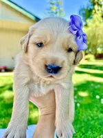 AKC Golden Retriever-Stella, a female Golden Retriever for sale in Porterville, CA – 5 of 5