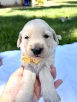 AKC Golden Retriever-Eclipse, a male Golden Retriever for sale in Porterville, CA – 3 of 3