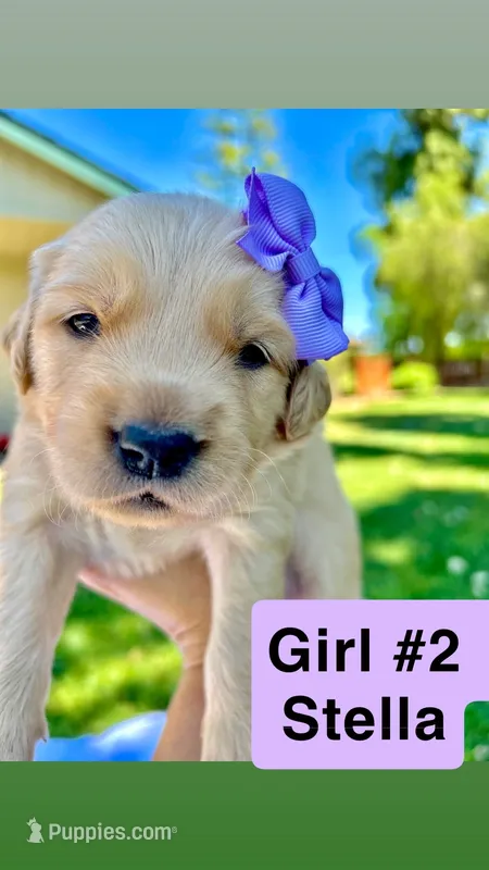 AKC Golden Retriever-Stella – Golden Retriever puppy for sale in Porterville, CA