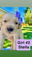 AKC Golden Retriever-Stella, a female Golden Retriever for sale in Porterville, CA – 1 of 5