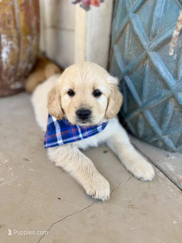Storm  – Golden Retriever puppy for sale in Porterville, CA