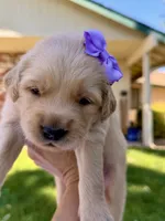 AKC Golden Retriever-Stella, a female Golden Retriever for sale in Porterville, CA – 4 of 5