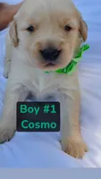 AKC Golden Retriever-Cosmo, a male Golden Retriever for sale in Porterville, CA – 1 of 3