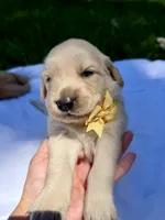 AKC Golden Retriever-Eclipse, a male Golden Retriever for sale in Porterville, CA – 2 of 3