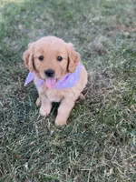 Sky, a female Golden Retriever for sale in Porterville, CA – 2 of 3
