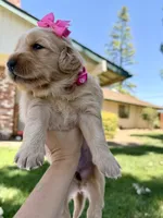 AKC Golden Retriever-Skye, a female Golden Retriever for sale in Porterville, CA – 3 of 4