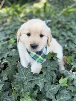 Starry, a male Golden Retriever for sale in Porterville, CA – 2 of 2