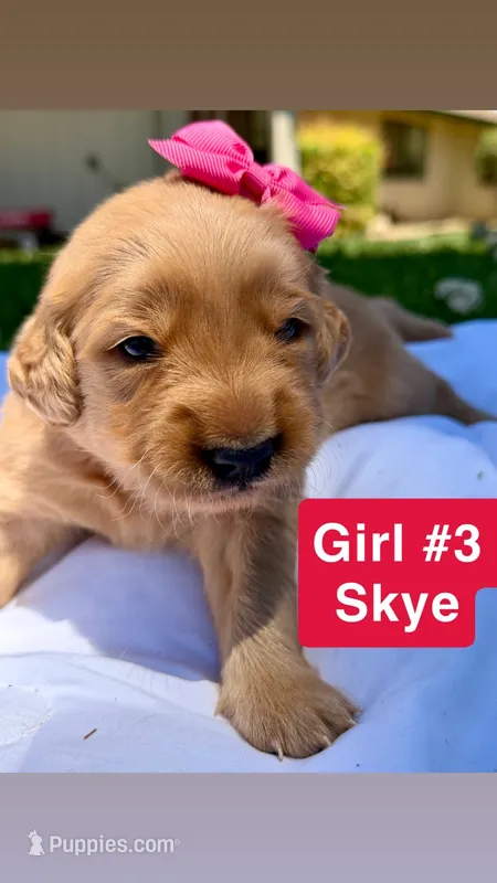 AKC Golden Retriever-Skye – Golden Retriever puppy for sale in Porterville, CA