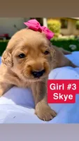 AKC Golden Retriever-Skye, a female Golden Retriever for sale in Porterville, CA – 1 of 4