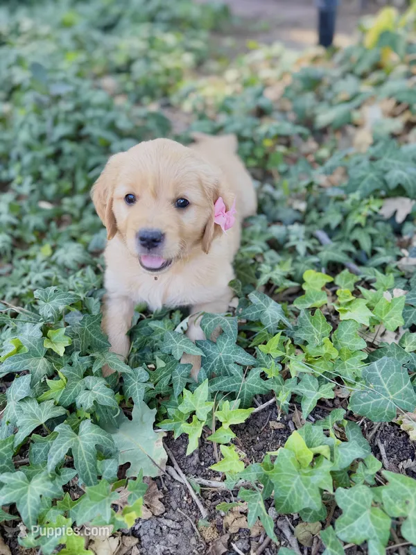 Daisy  – Golden Retriever puppy for sale in Porterville, CA