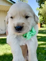 AKC Golden Retriever-Cosmo, a male Golden Retriever for sale in Porterville, CA – 3 of 3