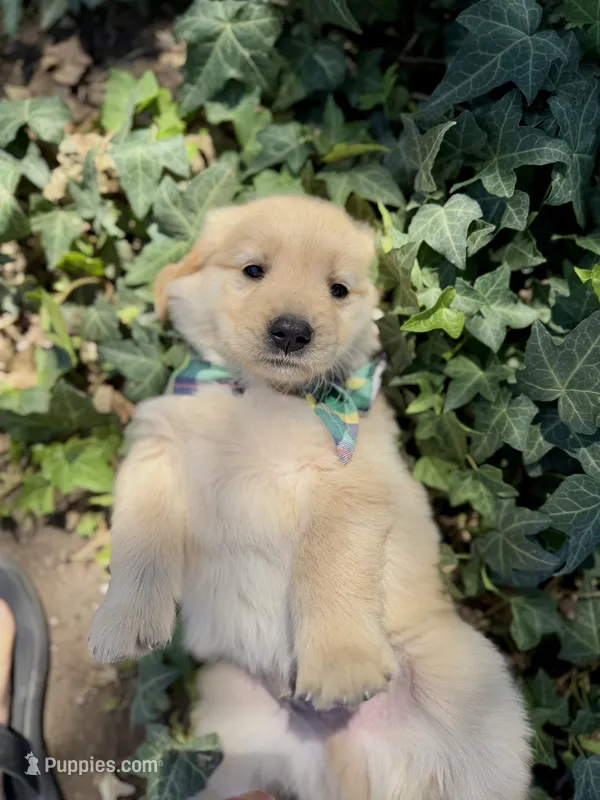 Starry – Golden Retriever puppy for sale in Porterville, CA