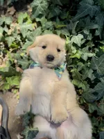 Starry, a male Golden Retriever for sale in Porterville, CA – 1 of 2
