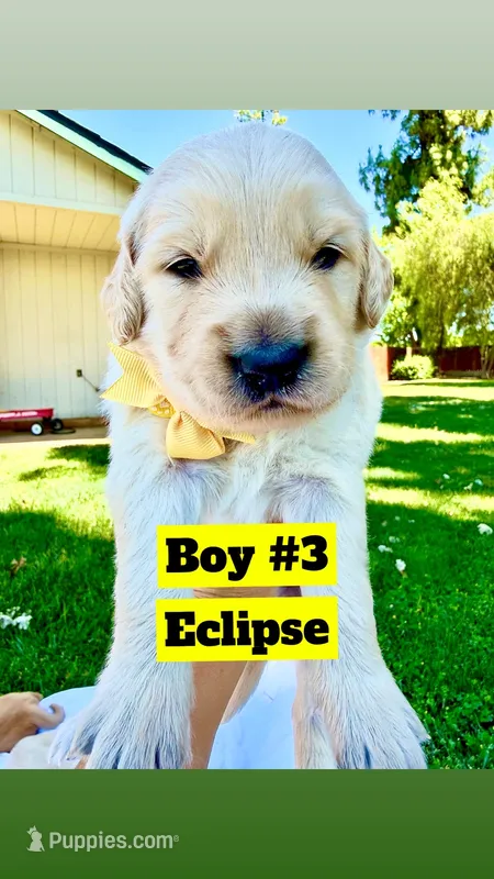 AKC Golden Retriever-Eclipse – Golden Retriever puppy for sale in Porterville, CA