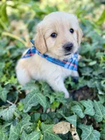 Storm , a male Golden Retriever for sale in Porterville, CA – 2 of 2