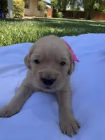 AKC Golden Retriever-Luna, a female Golden Retriever for sale in Porterville, CA – 2 of 3