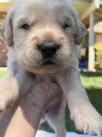 AKC Golden Retriever-Twilight, a male Golden Retriever for sale in Porterville, CA – 2 of 2
