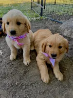 Summer, a female Golden Retriever for sale in Porterville, CA – 3 of 3