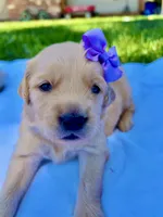 AKC Golden Retriever-Stella, a female Golden Retriever for sale in Porterville, CA – 2 of 5