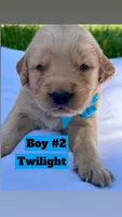 AKC Golden Retriever-Twilight, a male Golden Retriever for sale in Porterville, CA – 1 of 2