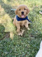 Eclipse , a male English Cream Golden Retriever for sale in Porterville, CA – 2 of 2