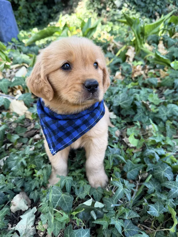 Eclipse  – English Cream Golden Retriever puppy for sale in Porterville, CA