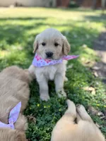 Summer, a female Golden Retriever for sale in Porterville, CA – 2 of 3