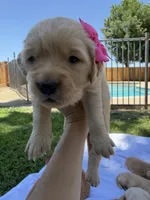 AKC Golden Retriever-Luna, a female Golden Retriever for sale in Porterville, CA – 3 of 3