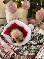 Dark Pink, a female Golden Retriever for sale in Mifflinburg, PA – Photo 9 of 9