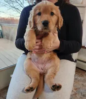 Dark Pink, a female Golden Retriever for sale in Mifflinburg, PA – Photo 2 of 9