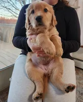 Dark Pink, a female Golden Retriever for sale in Mifflinburg, PA – Photo 3 of 9